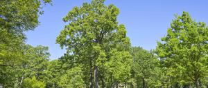 Im Volkspark Hasenheide können frisch gepflanzte Bäume nicht mehr gepflegt werden. 