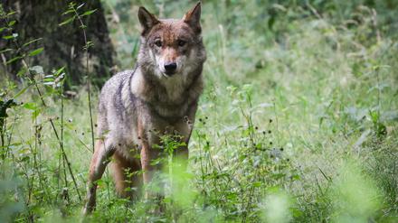 Ein ausgewachsener weiblicher Wolf steht in seinem Gehege im Tierpark.