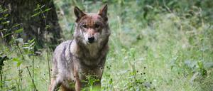 Ein ausgewachsener weiblicher Wolf steht in seinem Gehege im Tierpark.