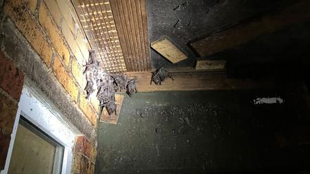 In Berlin finden sich Fledermäuse an verschiedenen Orten, auch an der Zitadelle Spandau.
