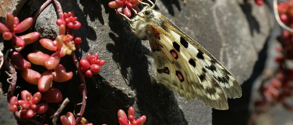 Der Apollofalter ist vom Aussterben bedroht (Archivbild).