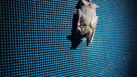 In der Nacht vom 30. zum 31. August findet die diesjährige internationale Fledermausnacht statt. Zu diesem Anlass gibt es zahlreiche Events wie etwa Fledermaus-Touren. (Archivbild)