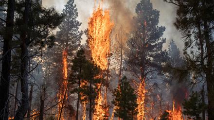 Waldbrand in den USA, Symbolbild.