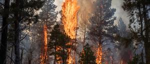 Waldbrand in den USA, Symbolbild.
