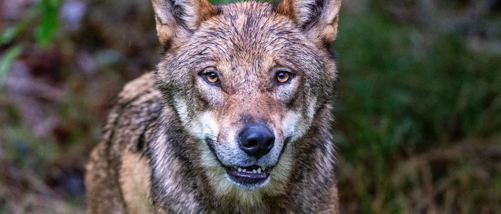 Einige Bauern fordern eine Abschussquote für den Wolf. (Symbolbild)