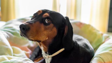 Mit ihren Blicken können Hunde sehr viel mitteilen.