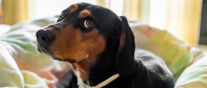 Mit ihren Blicken können Hunde sehr viel mitteilen.