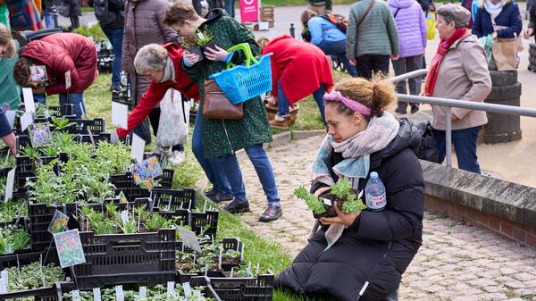 Der Berliner Staudenmarkt findet am 6. und 7. September 2025 wieder im Botanischen Garten in Dahlem statt.