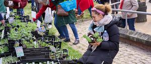 Der Berliner Staudenmarkt findet am 6. und 7. September 2025 wieder im Botanischen Garten in Dahlem statt.
