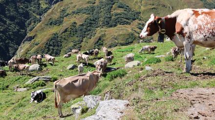 Braunvieh auf einer Alp im Kanton Obwalden in der Schweiz.