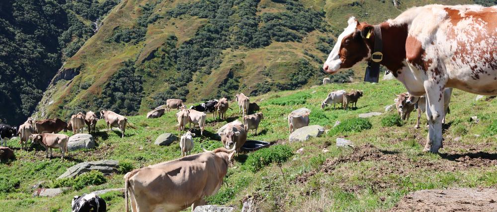 Braunvieh auf einer Alp im Kanton Obwalden in der Schweiz.