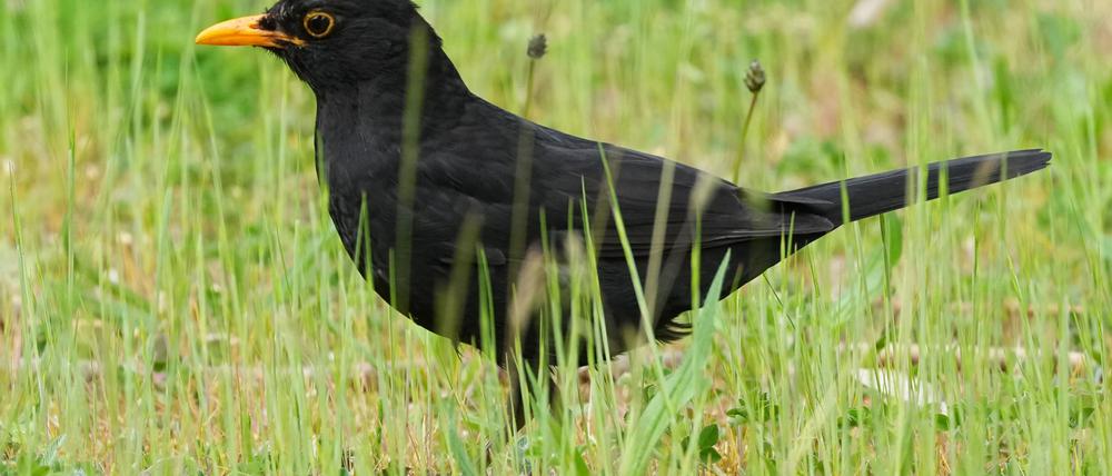 Die Amsel braucht naturnahe Gärten und Grünflächen. (Archiv)