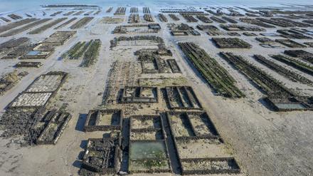 Austernbänke, wie hier in der Bretagne, binden klimaschädlichen Kohlenstoff.