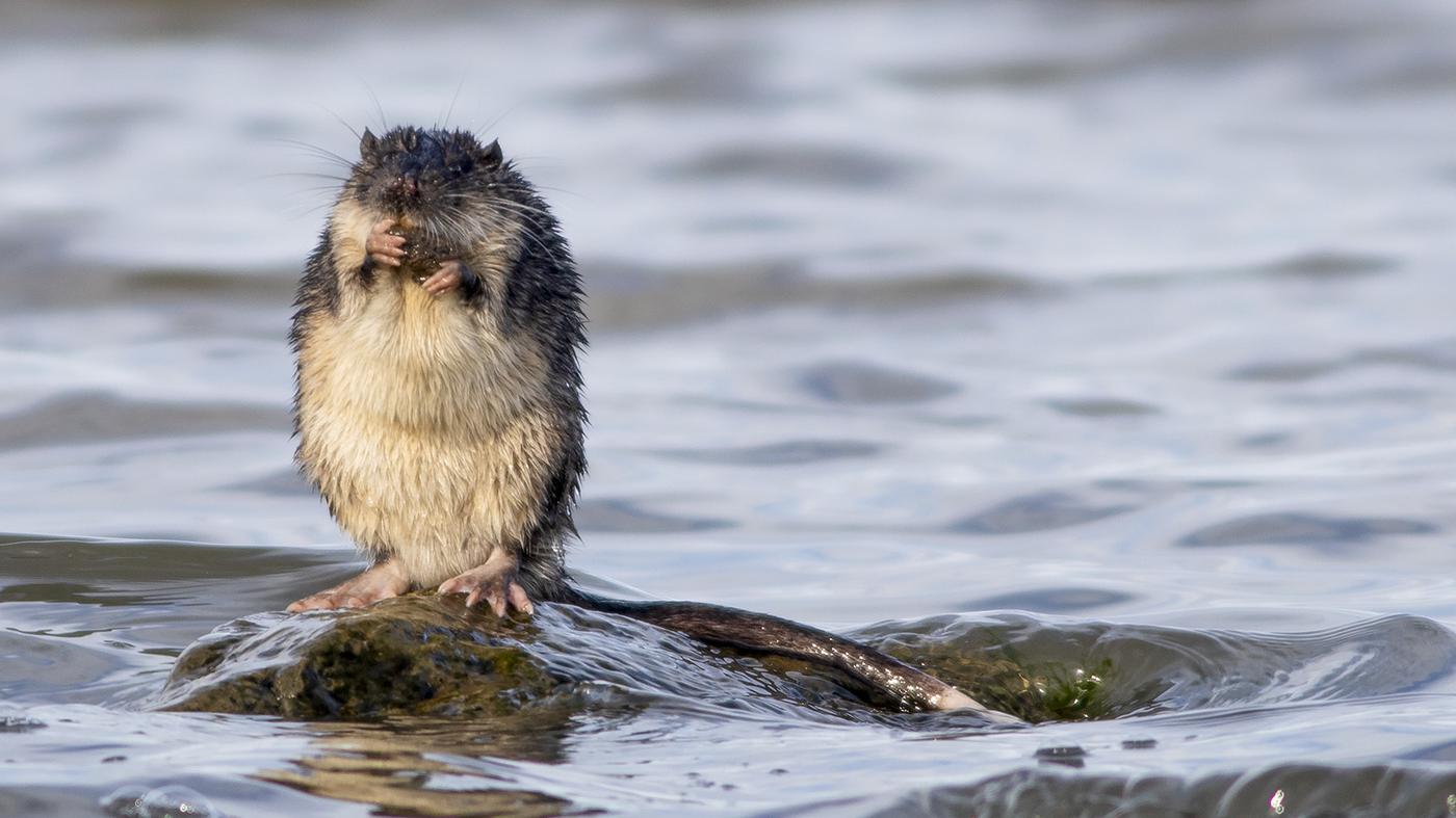 Evolutionstrick-der-Nagetiere-Wie-der-Daumennagel-die-Welt-eroberte