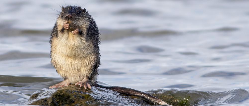 Eine Wasserratte nutzt ihre Daumen bei der Nahrungsaufnahme.