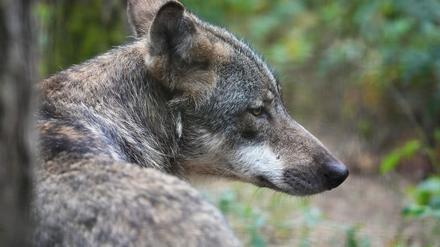 Um den Wolf gibt es in Brandenburg seit langer Zeit Streit. (Archivbild)