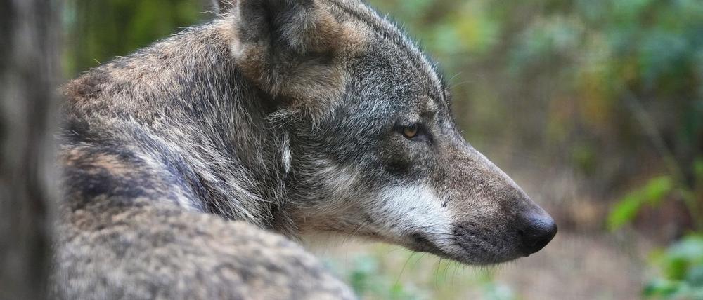 Um den Wolf gibt es in Brandenburg seit langer Zeit Streit. (Archivbild)