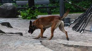 Ein Polizeihund sucht am 23.05.2017 in Berlin am Kottbusser Tor nach einem Hinweis auf einem Spielplatz nach Drogen. (Archiv)