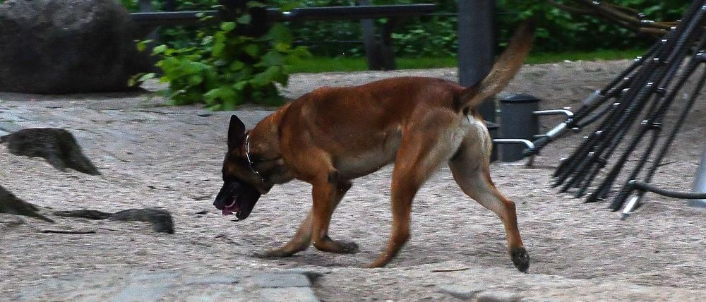 Ein Polizeihund sucht am 23.05.2017 in Berlin am Kottbusser Tor nach einem Hinweis auf einem Spielplatz nach Drogen. (Archiv)