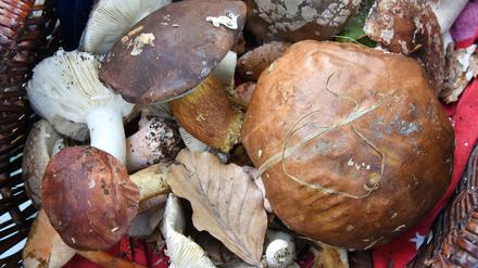 Auch fast 40 Jahre nach dem Reaktorunfall von Tschernobyl sind manche Wildpilze noch radioaktiv belastet. (Symbolbild)