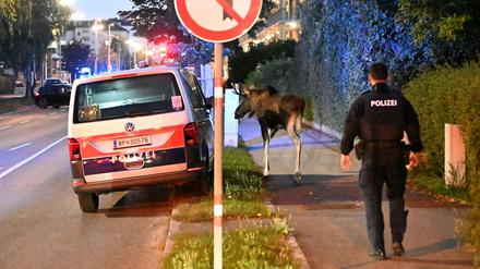 Elch „Emil“ setzt seinen Spaziergang durch St. Pölten fort, ein Polizist läuft ihm hinterher.