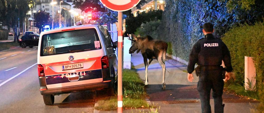 Elch „Emil“ setzt seinen Spaziergang durch St. Pölten fort, ein Polizist läuft ihm hinterher.