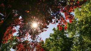 ARCHIV - 18.08.2025, Berlin: Im Park von Schloss Biesdorf scheint die Sonne durch die roten und grünen Blätter der Bäume. (zu dpa: «Neue Woche beginnt sommerlich») Foto: Jens Kalaene/dpa +++ dpa-Bildfunk +++