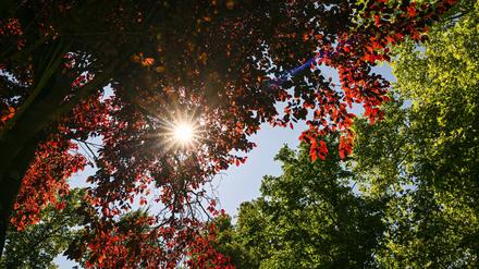 Im Park von Schloss Biesdorf scheint die Sonne durch die roten und grünen Blätter der Bäume.