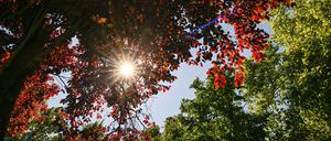 Im Park von Schloss Biesdorf scheint die Sonne durch die roten und grünen Blätter der Bäume.