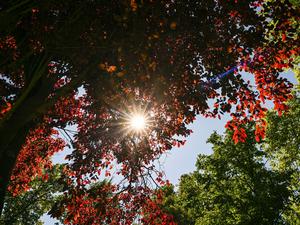 ARCHIV - 18.08.2025, Berlin: Im Park von Schloss Biesdorf scheint die Sonne durch die roten und grünen Blätter der Bäume. (zu dpa: «Neue Woche beginnt sommerlich») Foto: Jens Kalaene/dpa +++ dpa-Bildfunk +++