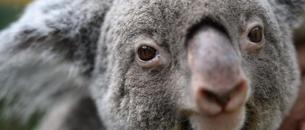 Koalas sind vielerorts in Australien stark bedroht. (Archivbild)