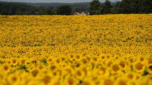 Brandenburger Sonnenblumen. Wie viele hier wohl schon entwendet wurden?
