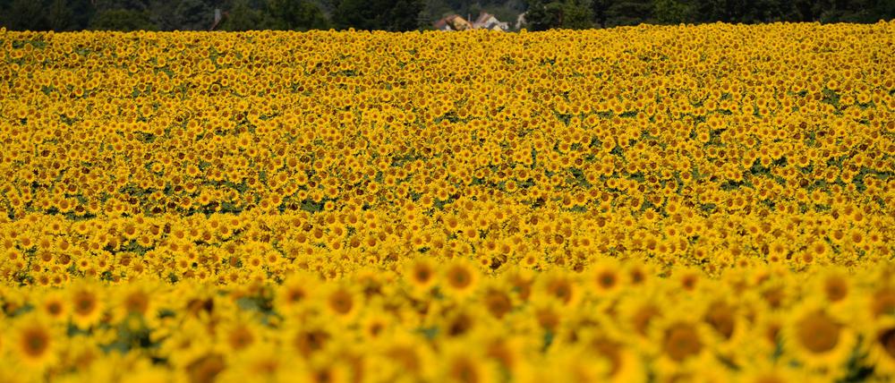 Brandenburger Sonnenblumen. Wie viele hier wohl schon entwendet wurden?