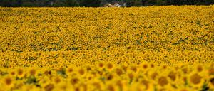Brandenburger Sonnenblumen. Wie viele hier wohl schon entwendet wurden?