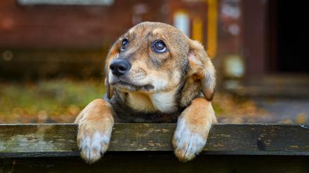 Ein brauner Mischlingshund guckt über einen Zaun.