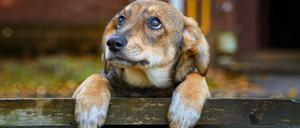 Ein brauner Mischlingshund guckt über einen Zaun.