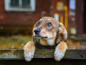 Ein brauner Mischlingshund guckt über einen Zaun.