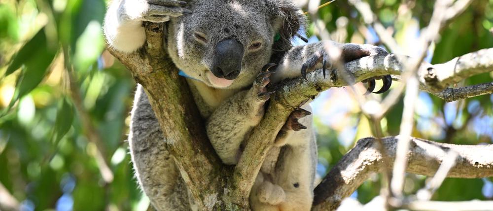 Koalas sind in Australien immer mehr bedroht - auch wegen Chlamydien.