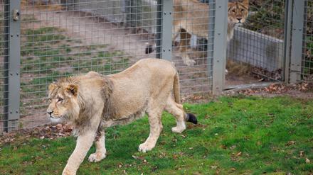 Mehrere Löwen stürzten sich auf den Zoo-Mitarbeiter. (Symbolbild)