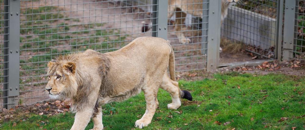 Mehrere Löwen stürzten sich auf den Zoo-Mitarbeiter. (Symbolbild)