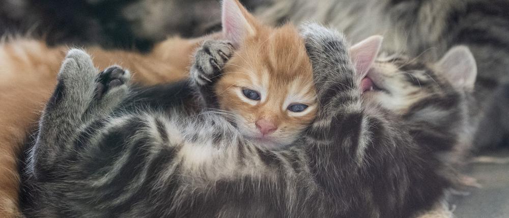 In der Urlaubszeit sind in Berlin Hunderte Tiere ausgesetzt worden, darunter auch viele Katzen und Hunde. (Foto - Illustration)