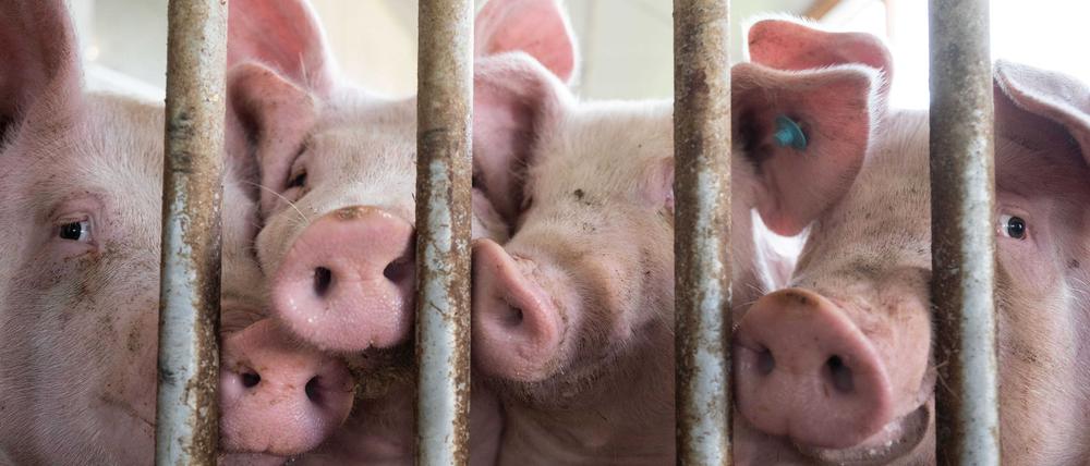 Der Bau tiergerechter Schweineställe bleibt Ziel.