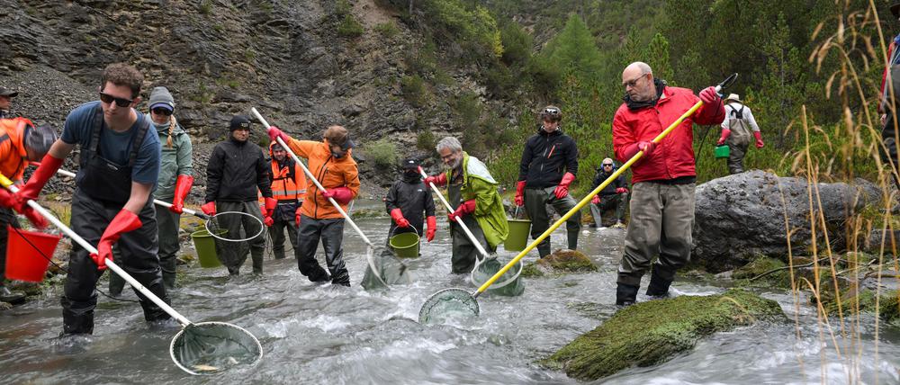 Die mit Netzen gefischten Bachforellen werden in Behältern per Hubschrauber stromabwärts gebracht.
