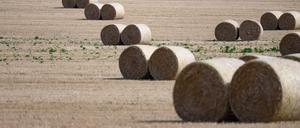 Strohballen auf einem Feld. Die Feuer müsste Ballen in der Uckermark löschen. Symbolbild