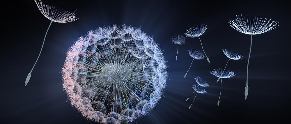 Die Samen einer Pusteblume schweben davon.