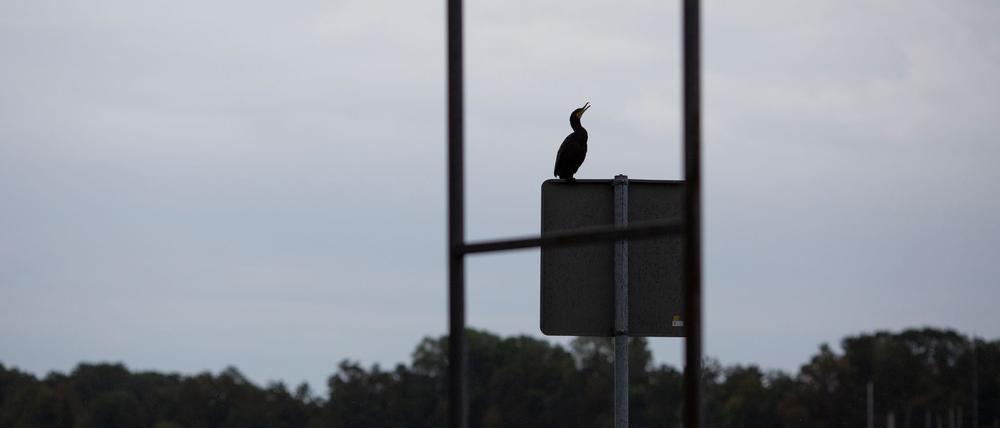 Am Morgen kann es in Berlin und Brandenburg noch regnen, doch das ändert sich zum Nachmittag.