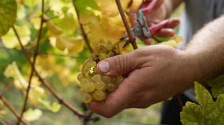 Nach ersten Schätzungen entstand zwei betroffenen Winzern ein wirtschaftlicher Schaden in Höhe von mehreren tausend Euro.