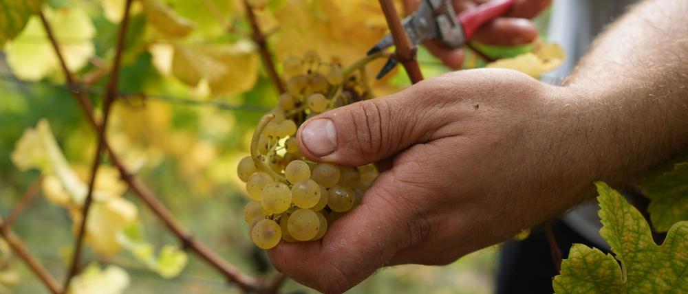 Nach ersten Schätzungen entstand zwei betroffenen Winzern ein wirtschaftlicher Schaden in Höhe von mehreren tausend Euro.