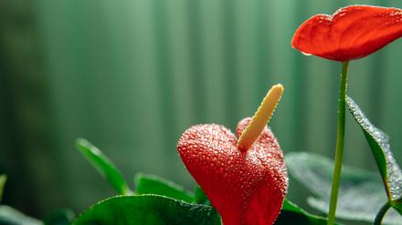 Bei diesen artgleichen Blumen ist eine Fortpflanzung wohl kein Problem.