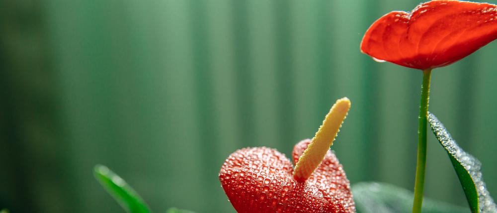 Bei diesen artgleichen Blumen ist eine Fortpflanzung wohl kein Problem.